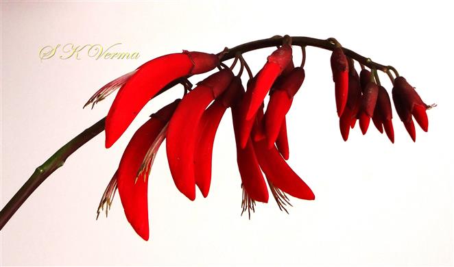  Inflorescence